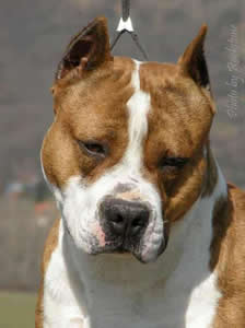 CH. ROCKSTONE TRACTOR